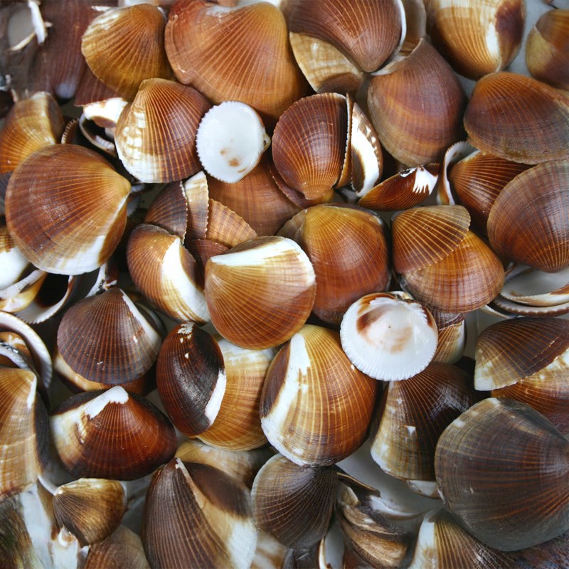 Cockles brown (kg)