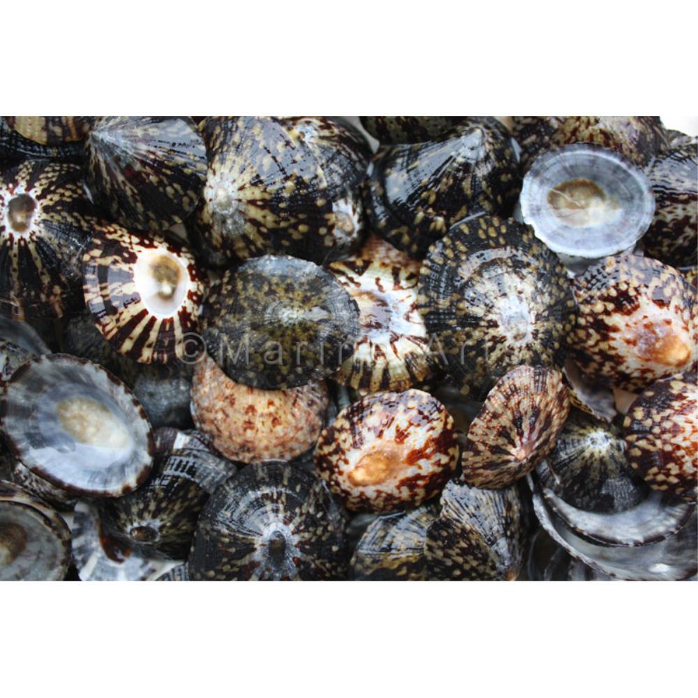 Black limpets (kg)
