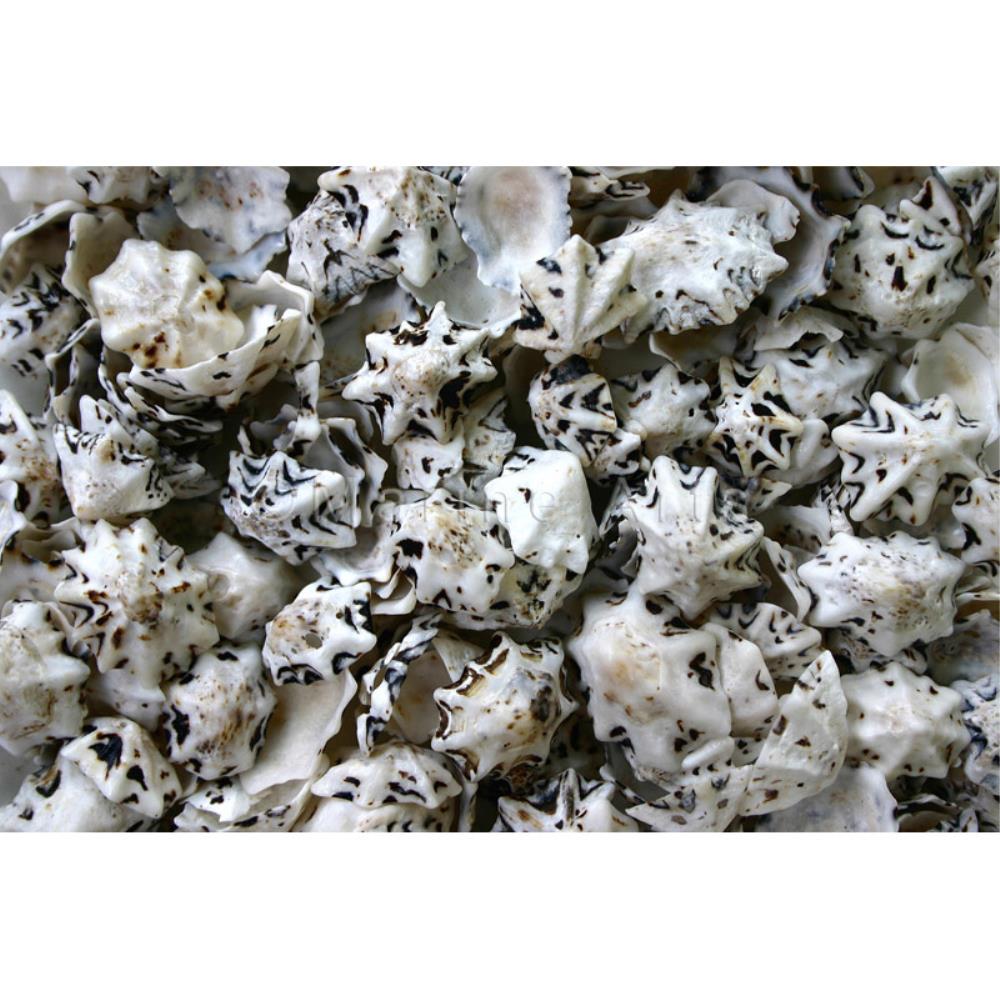 Patella saccharina  (kg)