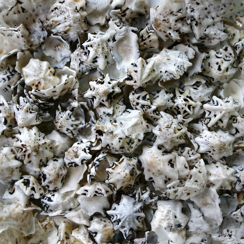 Patella saccharina  (kg)