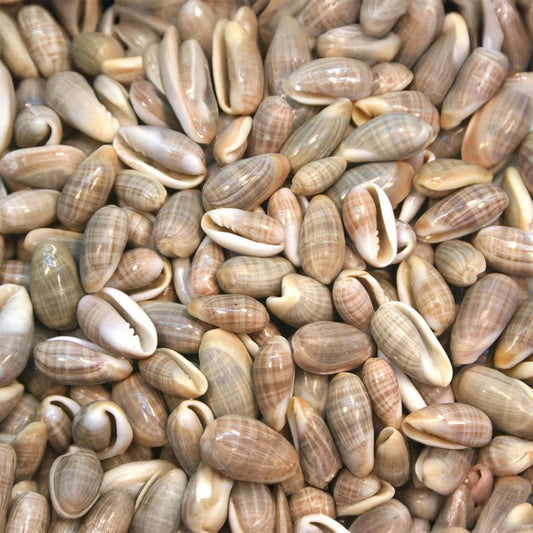 Marginella angustata  (kg)