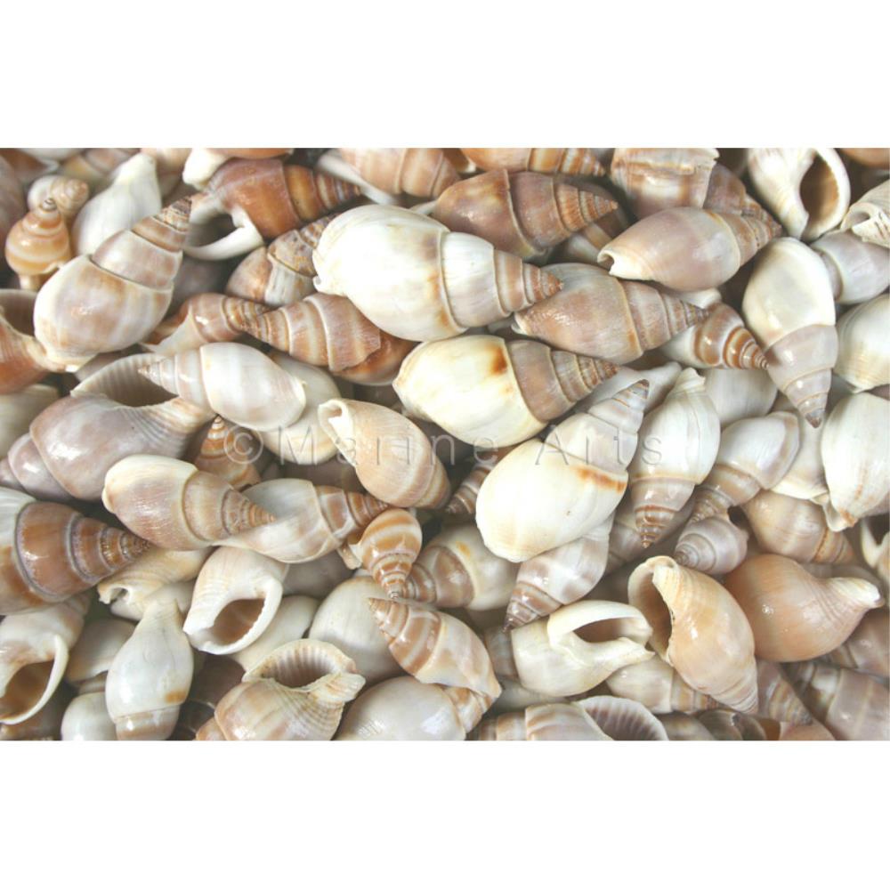 Nassarius dorsatus  (kg)