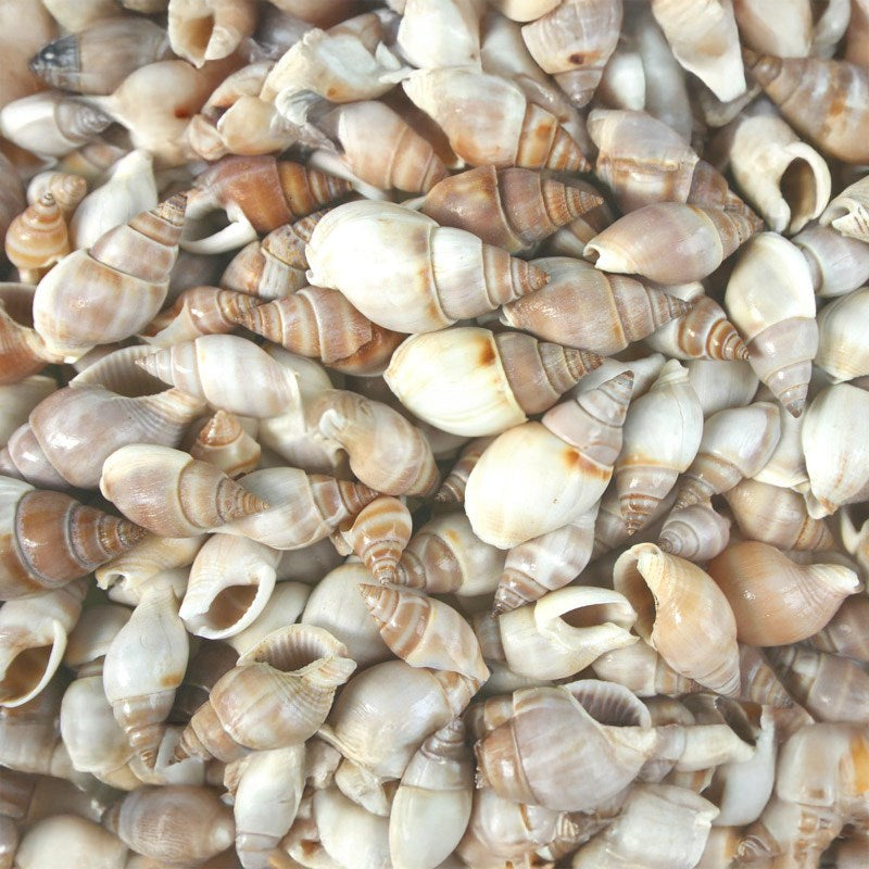 Nassarius dorsatus  (kg)