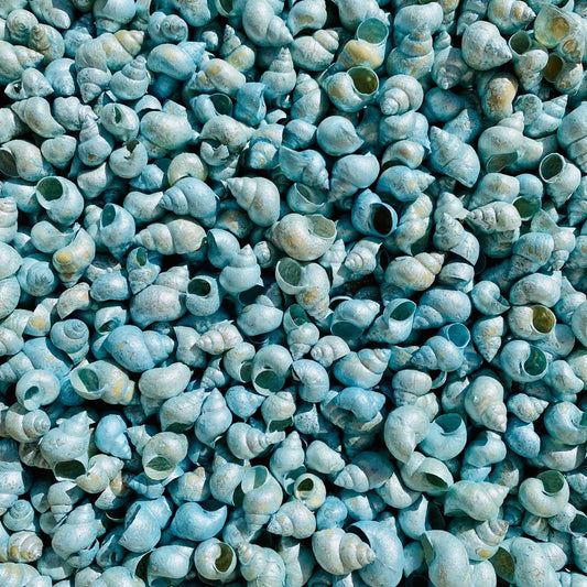 Viviparus Bengalansis dyed aqua  (kg)