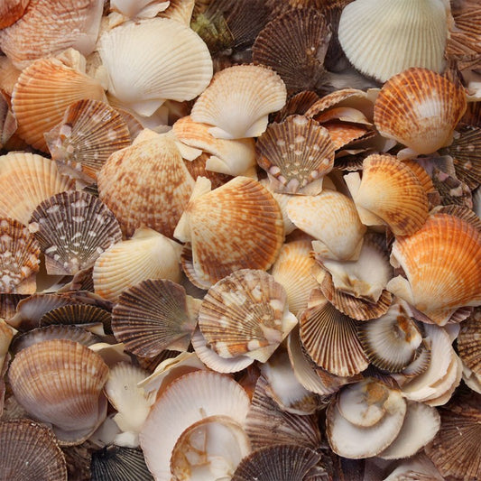 Pecten pyxidata deep and flat  (kg)