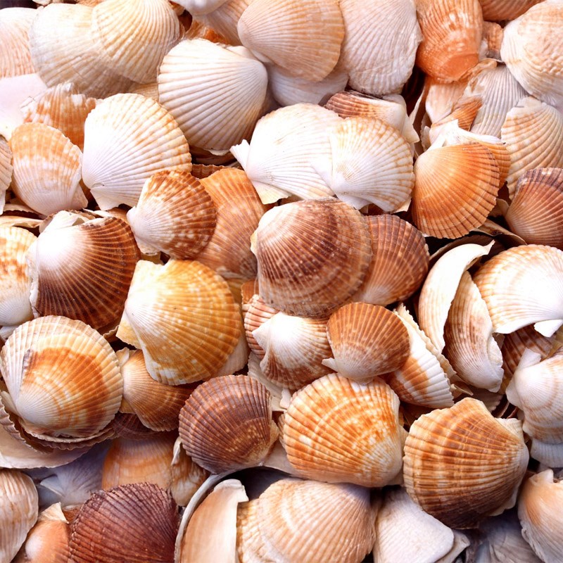 Pecten pixidata deep halves (kg)