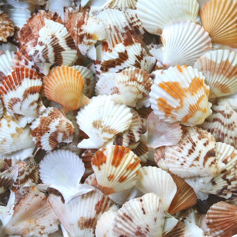 Pecten tranquebaricus (kg)