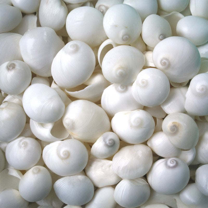 Polinices mamilla white  (kg)