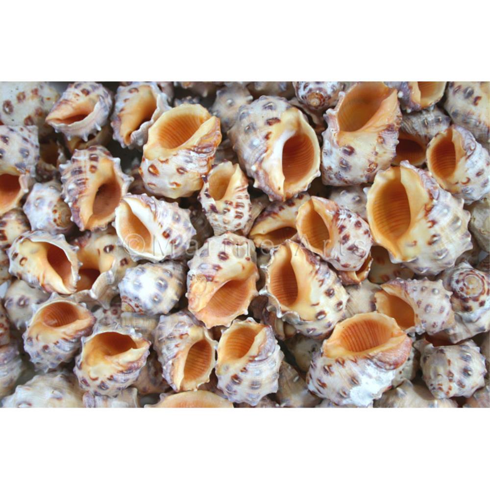 Thais mancinella orange (kg)