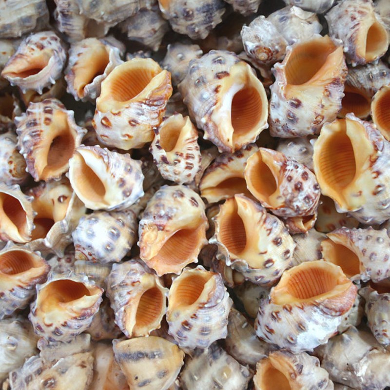 Thais mancinella orange (kg)