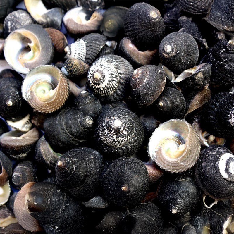 Turbo black large heavy - Tegula funebralis (kg)
