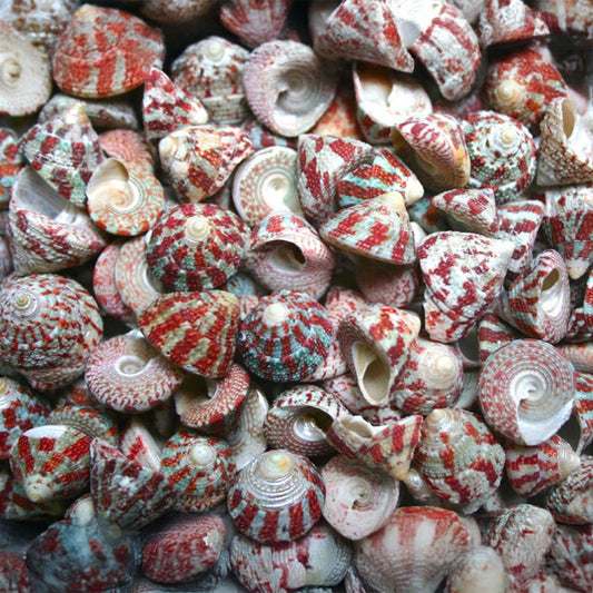 Trochus radiatus red and green  (kg)