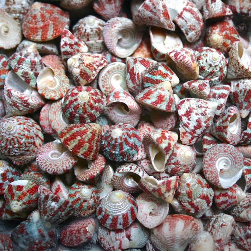 Trochus radiatus red and green (kg)
