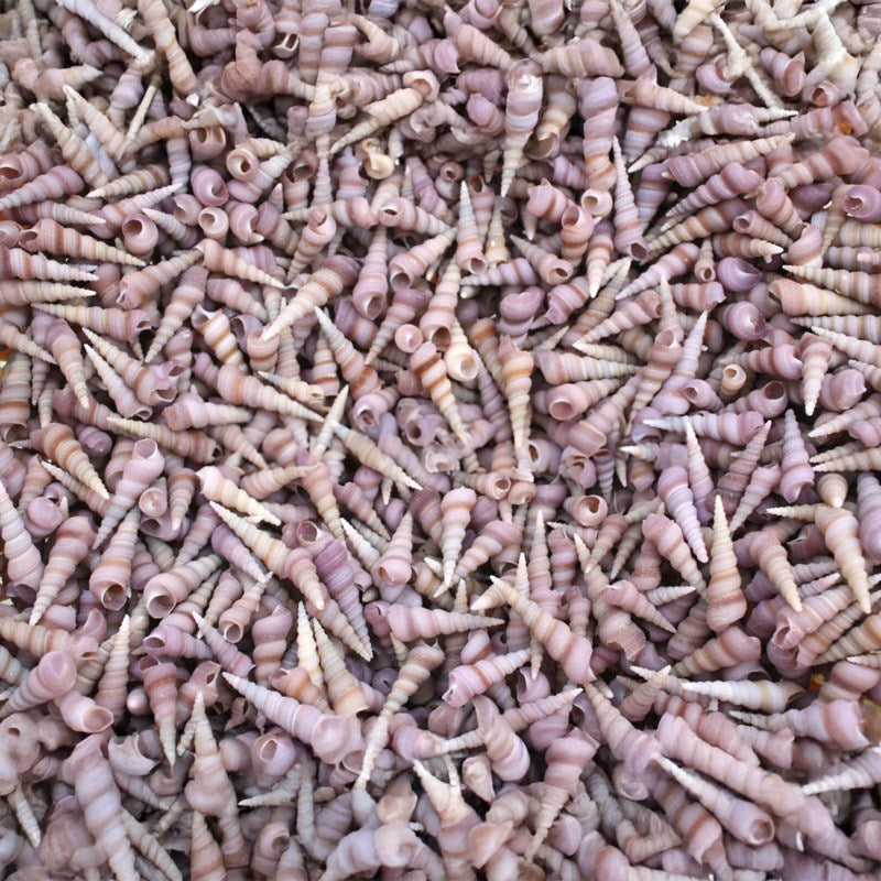 Turritella duplicata pink (kg)