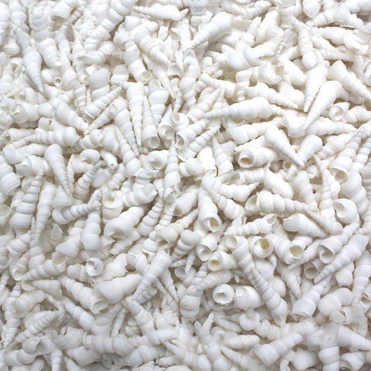 Turritella duplicata white  (kg)