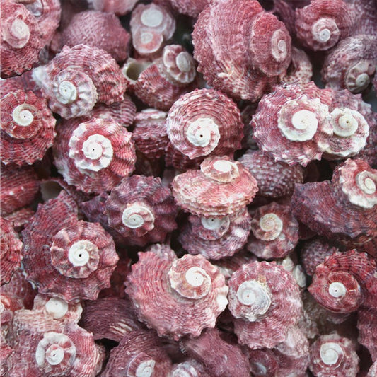 Angaria delphinus pink  (kg)