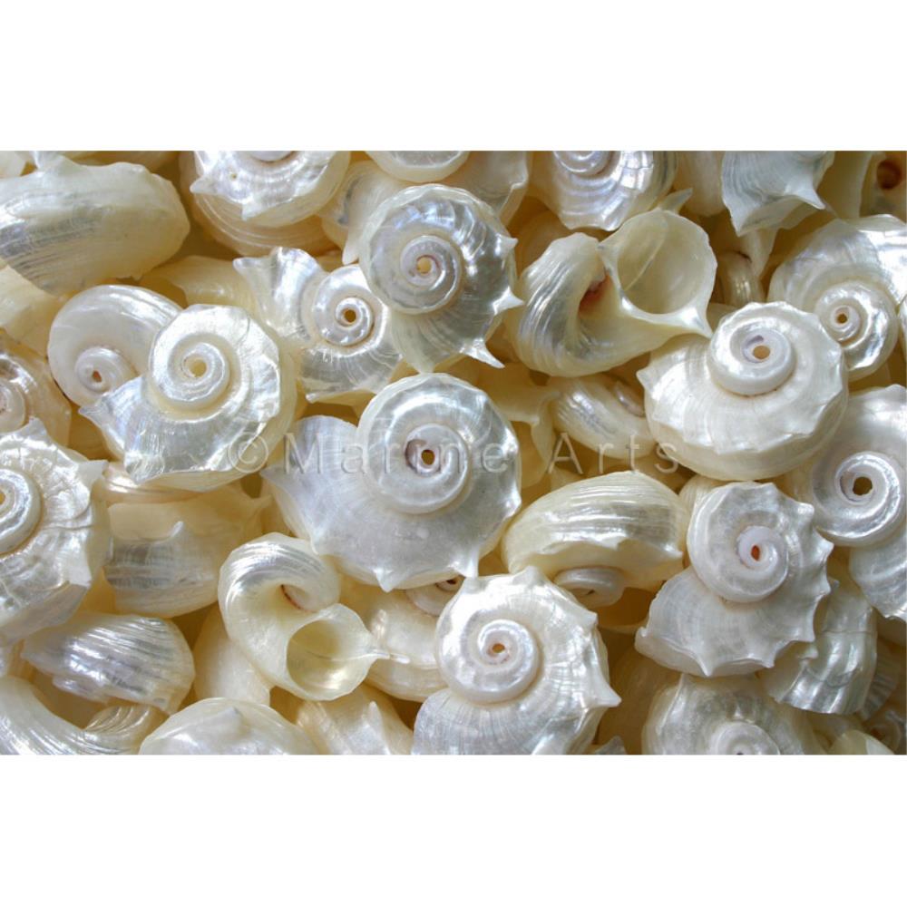 Angaria delphinus pearled  (kg)