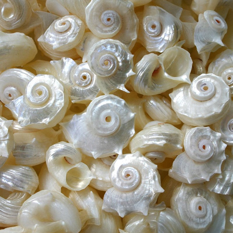 Angaria delphinus pearled  (kg)