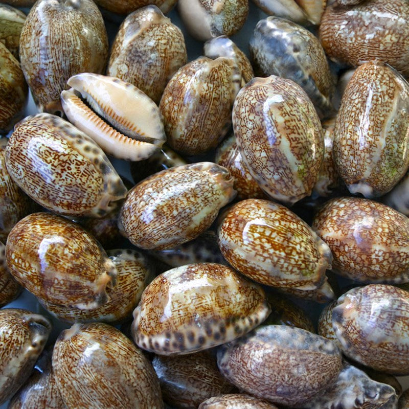 Cypraea arabica (kg)