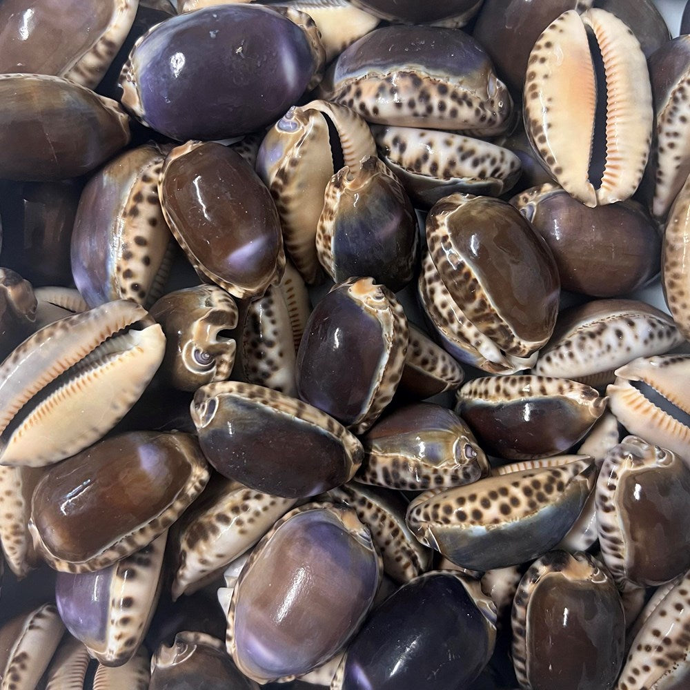 Cypraea arabica purple top (kg)