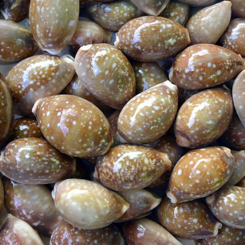 Cypraea vitellus (kg)