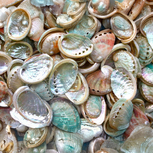 Haliotis rufescens semi-pearled  (kg)