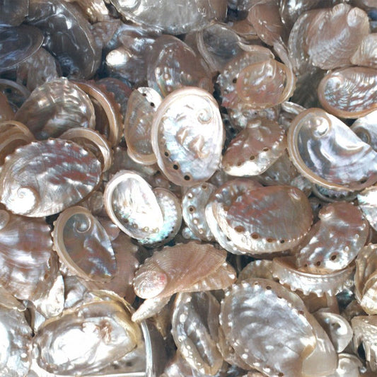 Haliotis vulcanicus pearled  (kg)