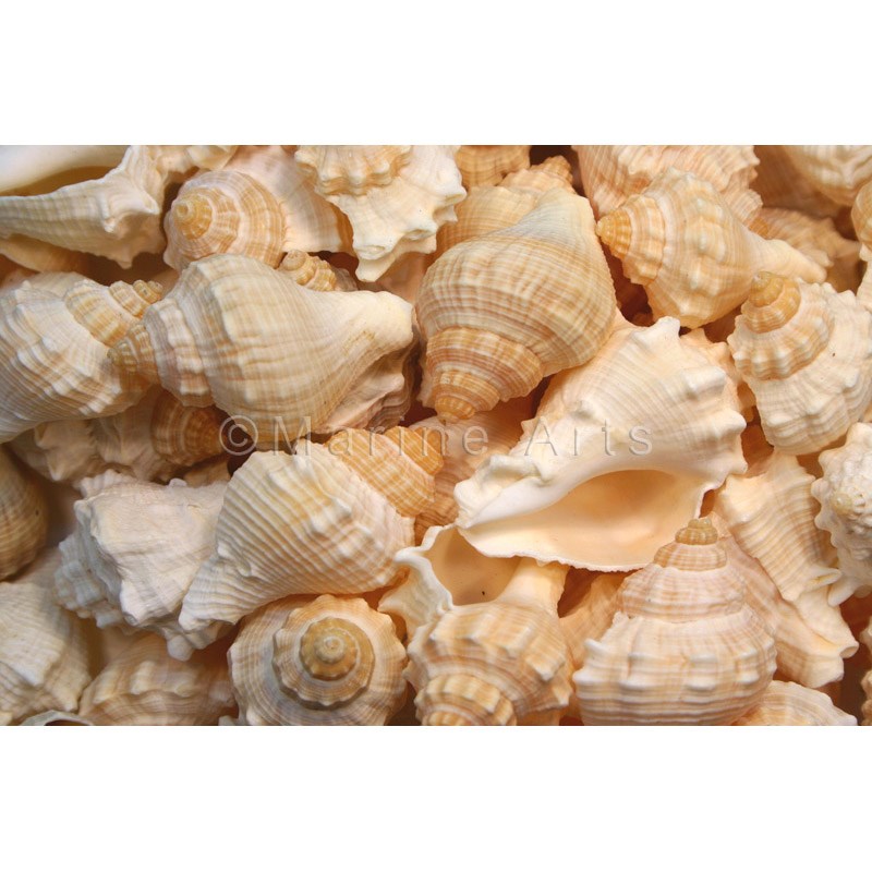 Shell cylinder tall - Melongena cream (Pack of 2)