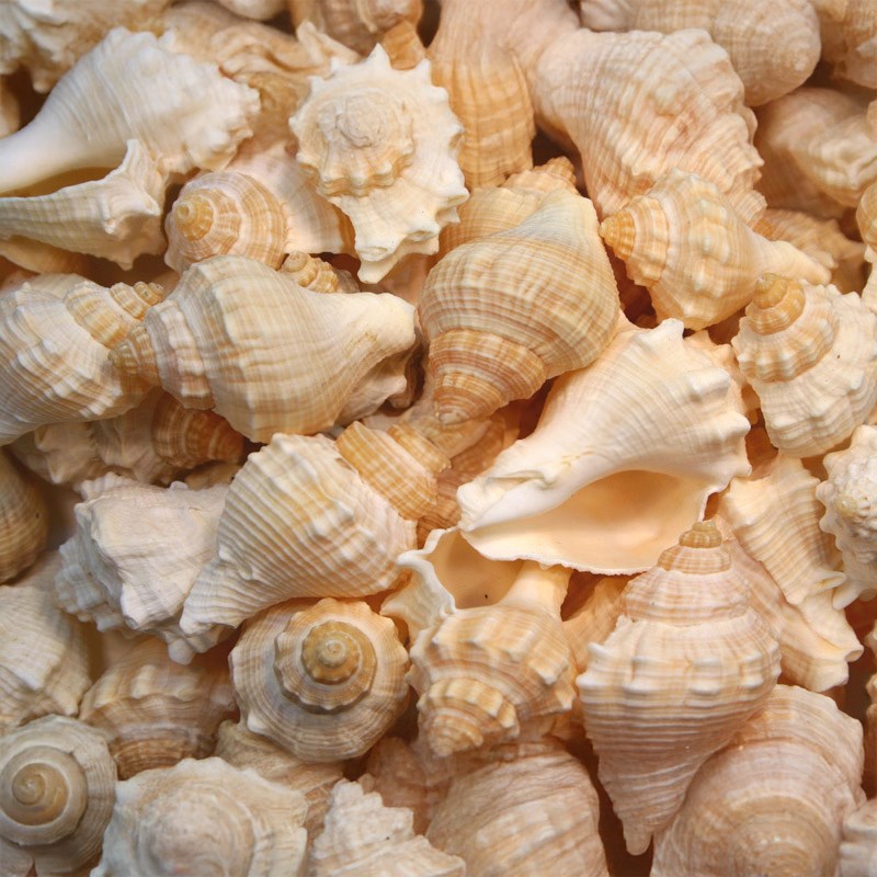 Melongena cream  (kg)