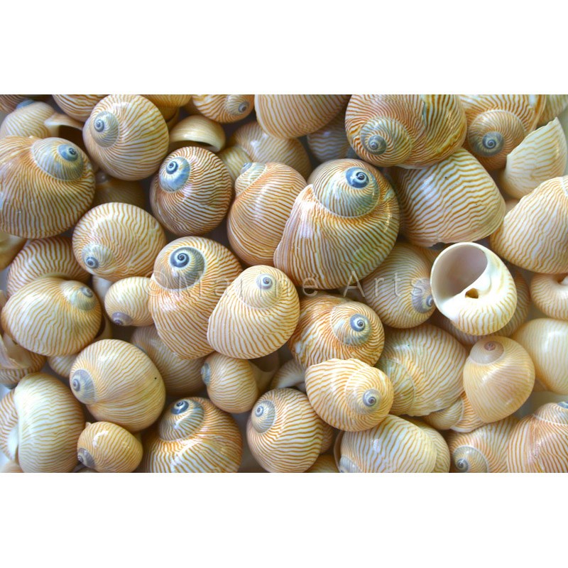 Shell cylinder tall - Natica lineata (Pack of 2)