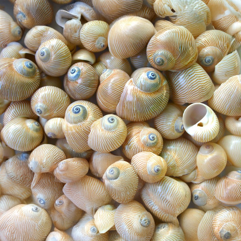 Natica lineata (kg)