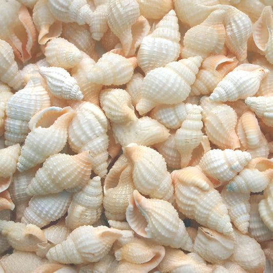 Nassarius reticulatus large  (kg)