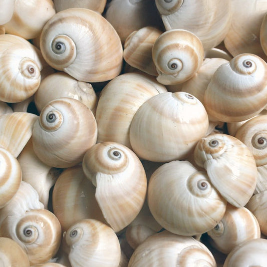 Natica vitellus pale  (kg)