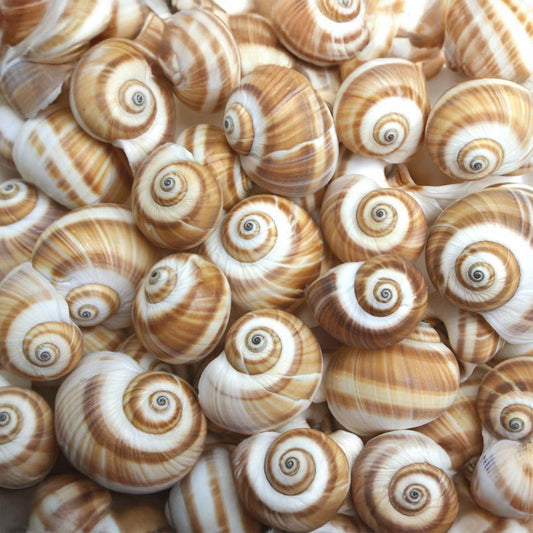 Natica vitellus dark  (kg)