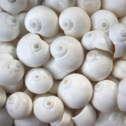 Natica vitellus white  (kg)