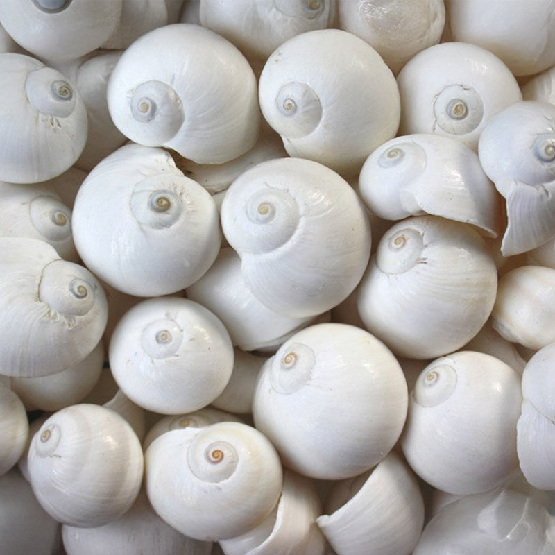 Natica vitellus white (kg)
