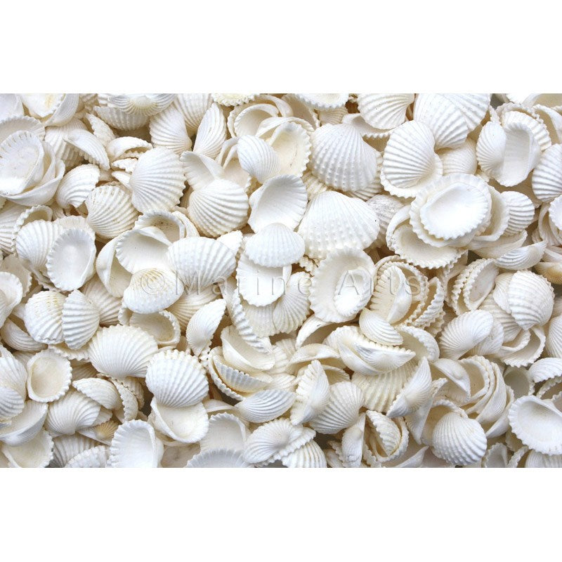 Shell cylinder tall - Anadara medium-small (Pack of 2)