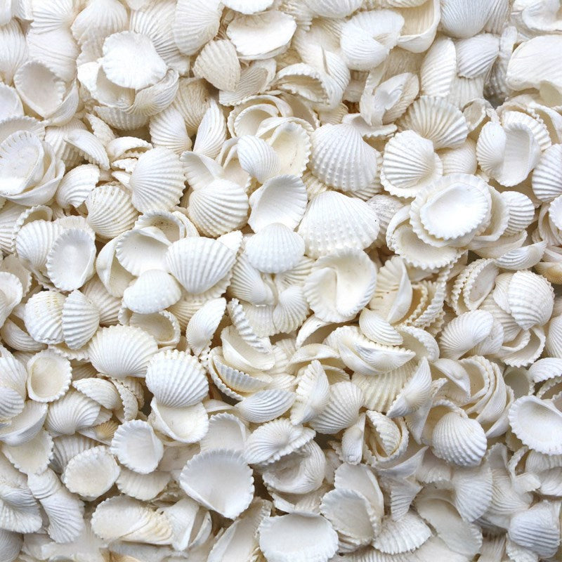 Anadara granosa (kg)