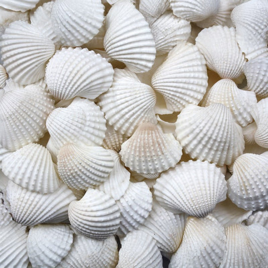 Anadara granosa large  (kg)