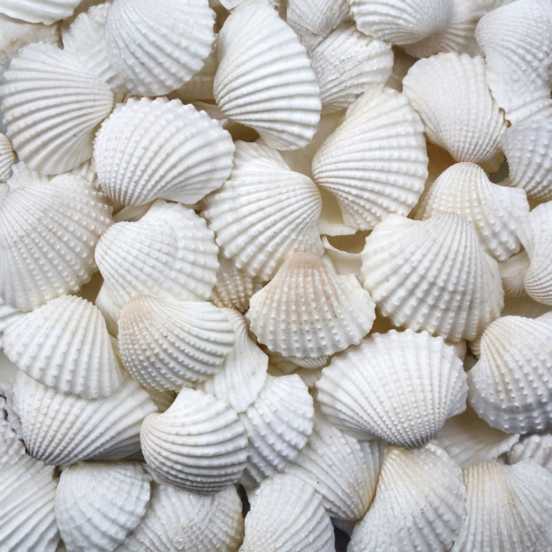 Anadara granosa large (kg)