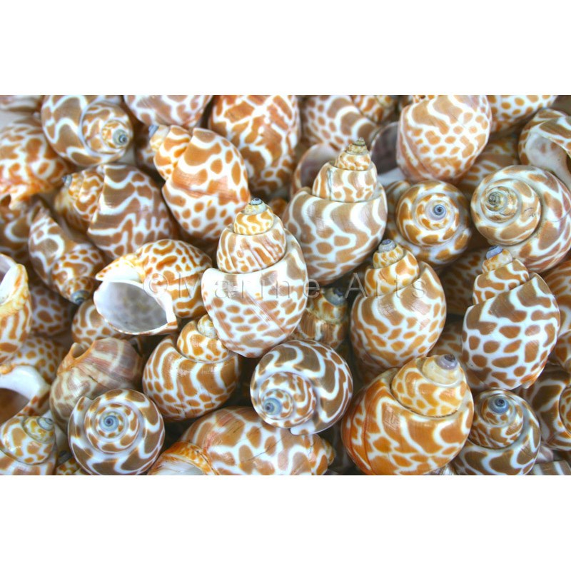 Shell cylinder tall - Babylonia spirata (Pack of 2)
