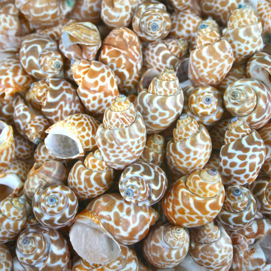 Babylonia spirata  (kg)