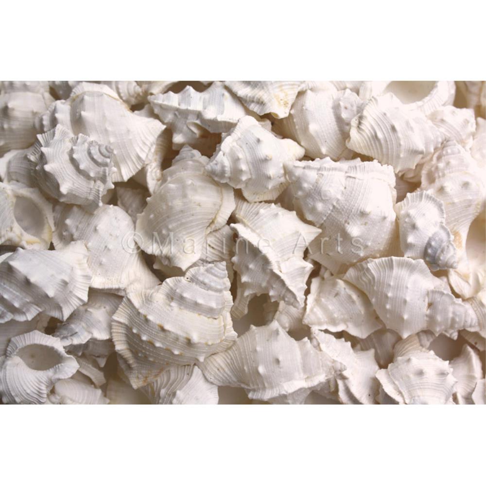 Bursa crumena white (kg)