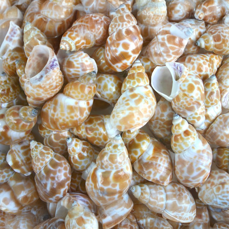 Babylonia zeylanica (kg)