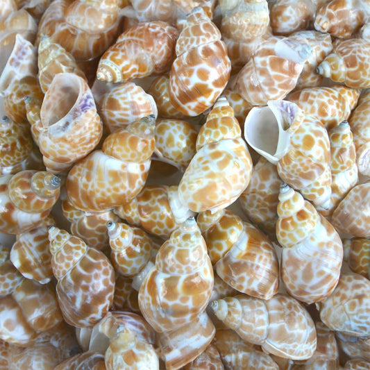 Babylonia zeylanica  (kg)