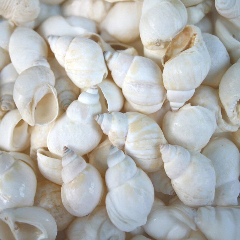 Babylonia zeylanica white (kg)