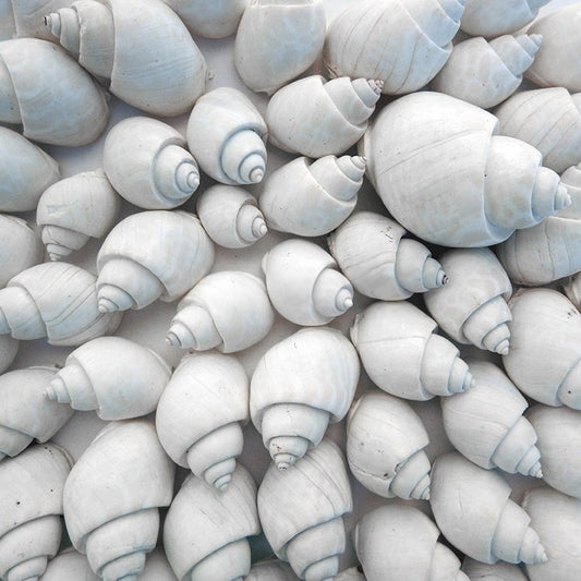 Babylonia spirata white  (kg)