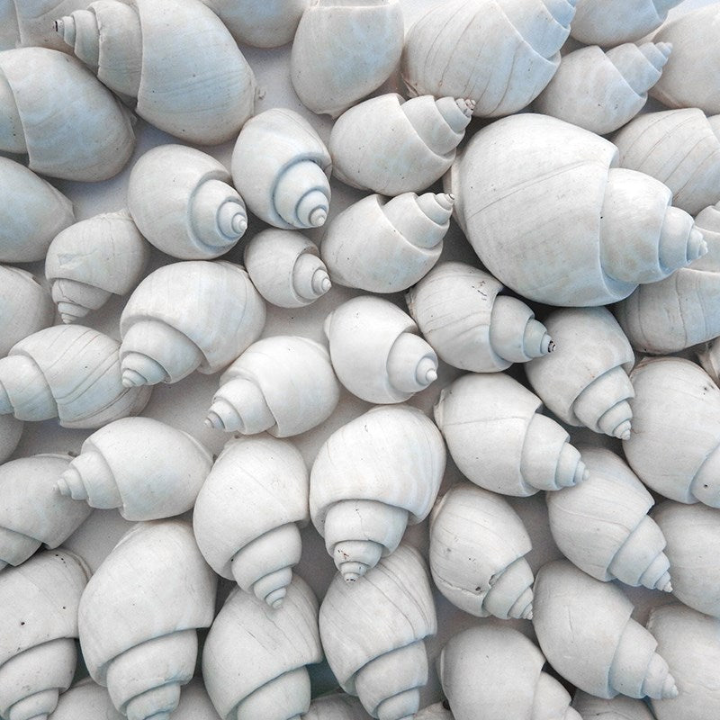 Babylonia spirata white (kg)