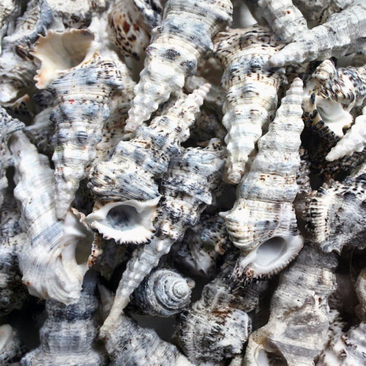 Cerithium nodulosum  (kg)