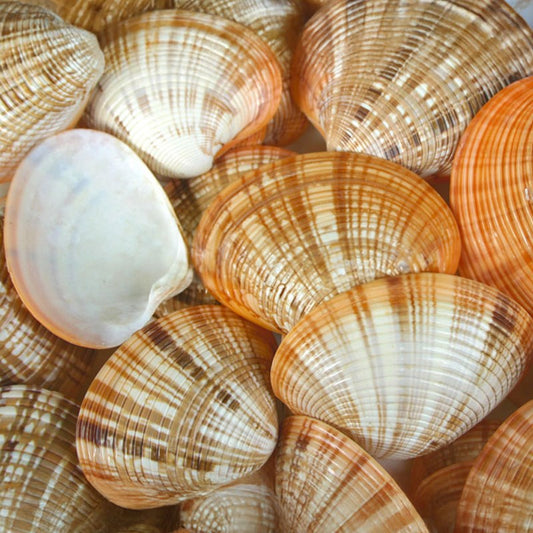 Callista halves  (kg)